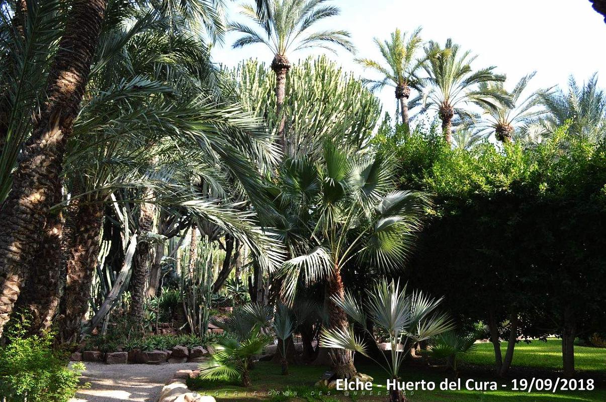 19 ELCHE HUERTO DEL CURA (125).JPG